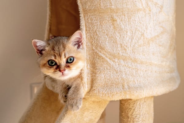 Номер эконом плюс