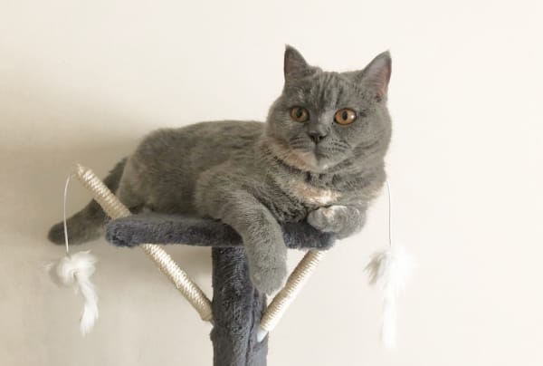 Номер Комфорт