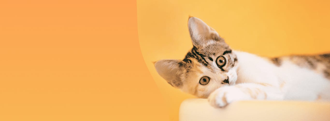 Уютная гостиница для котов и кошек