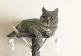 Комфорт комната